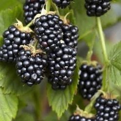 Blackberry Thornless