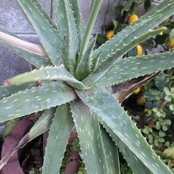 Big Aloe Vera Plant 5 Gallon 