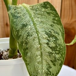 Dieffenbachia Plant
