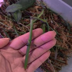 Monstera Peru Nodes House Plant