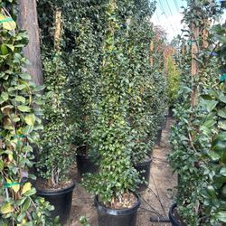 Star Jasmine