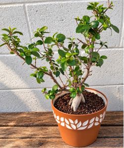 Ficus Ginseng Bonsai in  Pot