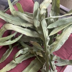 Mystery Epiphyllum Plants Cuttings