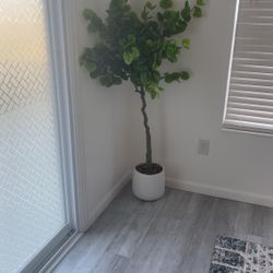 Decor Plant 