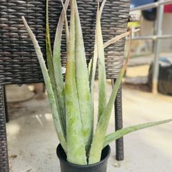 ALOE VERA PLANTS $20 EACH - MATURE