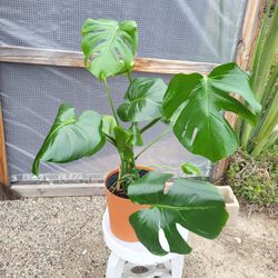 Monstera Deliciosa Plant 10" Nursery Pot 