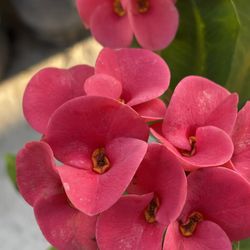 Corona De Cristo $35