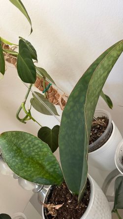 Whale fin snake plant - please read full description