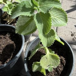 Oregano 🌿 Orejon $10 Cada Uno Precio Firme