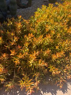 Free succulent cuttings
