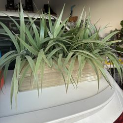 Plant Decor Home Decor Classroom Decor 