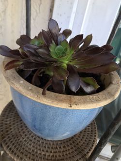 succulent plants with the stand