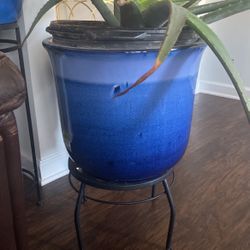 Aleo Vera Plant With Stand 