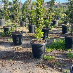 Ficus
