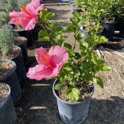 Pink Hibiscus