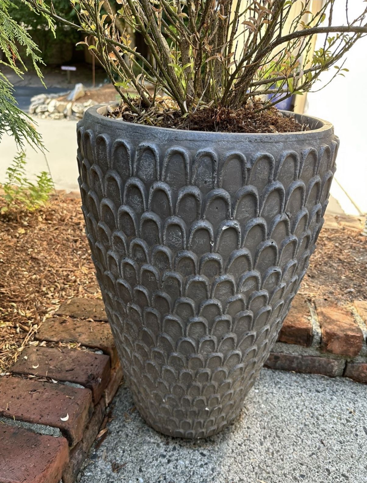BEAUTIFUL Large Modern Tall Pot & Evergreen Spire Plant