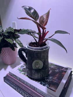 Philodendron Pink Birkin- Price Firm