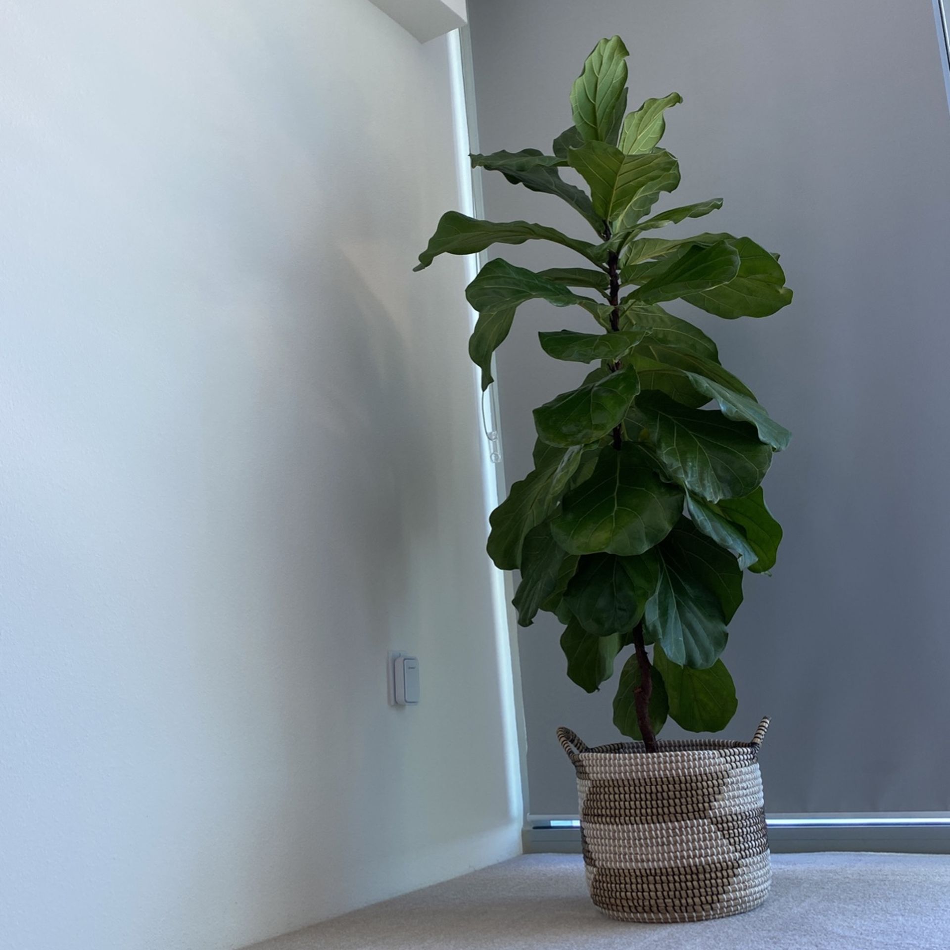 Fiddle -leaf Fig 