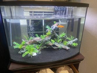 36 Gallon Curved Fish Tank