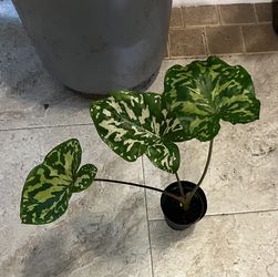 Alocasia Frogs In The Blender Plant