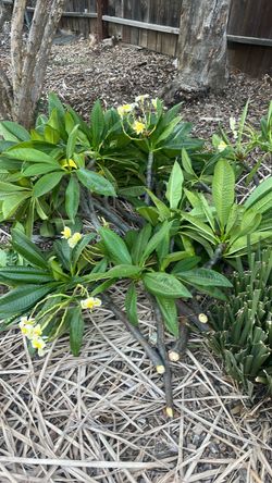 Plantas hawaianas