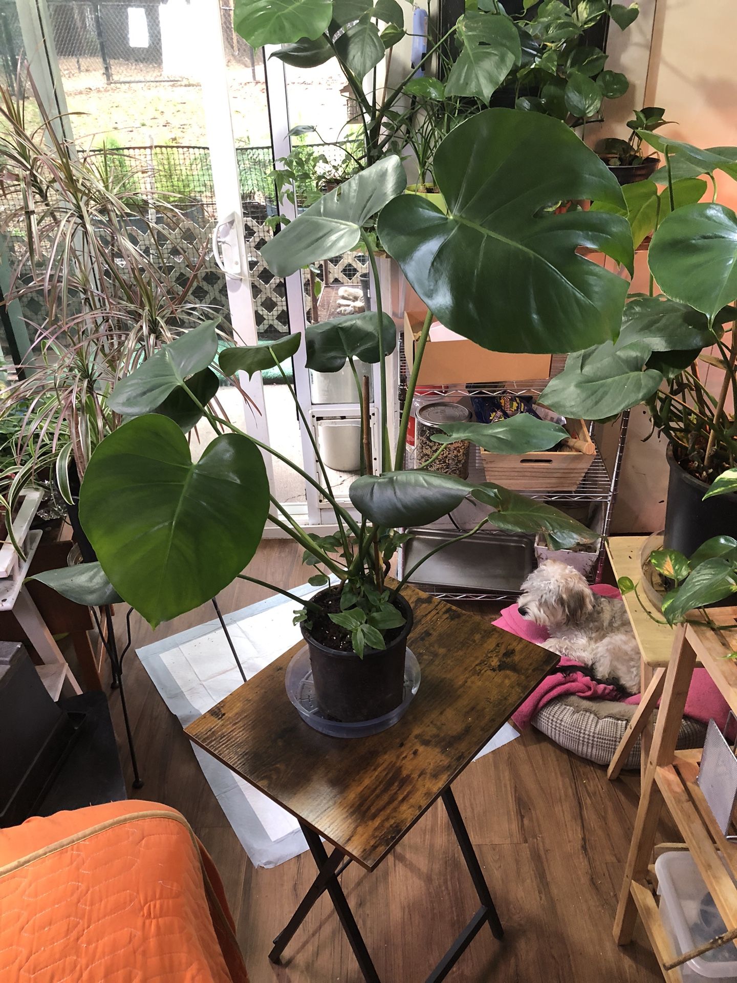 33” Tall Monstera- Wondering Jew Plant 