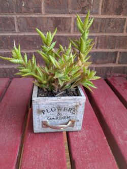 Plants for sale