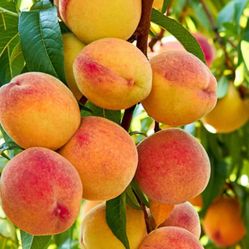 RIO GRANDE PEACH TREES SUPER HEALTHY 