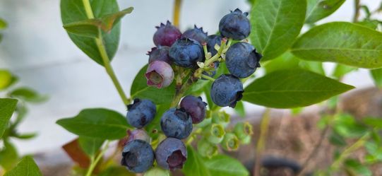 Mature Calypso Blueberry Bushes