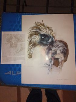 Philippine Eagle artwork #295-500 by Jim Sargent
