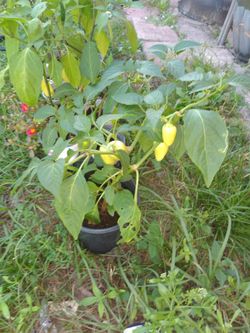 Plantas Con Chiles $4 cd 1 o 2x$6