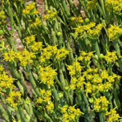 Euphorbia Mauritanica Milk bush 