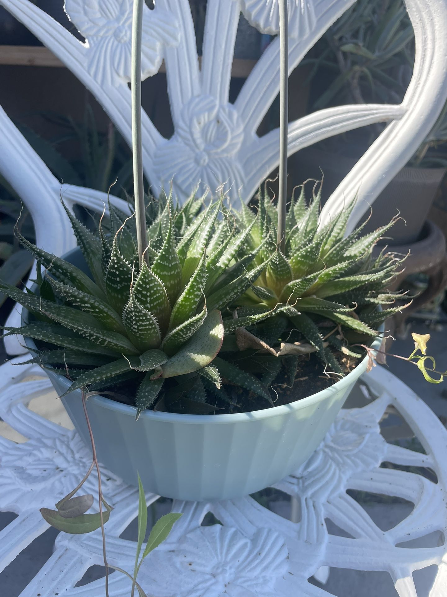 Aloe Aristata