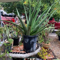 Aloe Vera Sábila Real natural Para Todo Uso