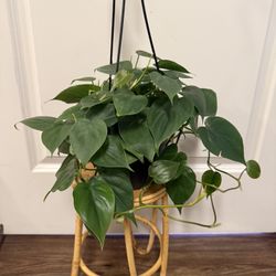 Heart Leaf Philodendron