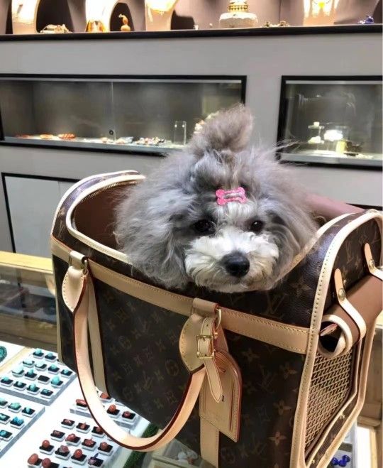 Designer brand leather dog bag