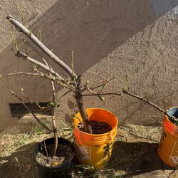 arbol de ciruela 