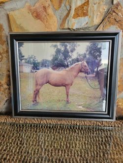 Horse Photo In A Black Frame -