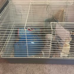 Cage And Everything For Free