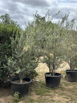 25 Gallons Olive Tree