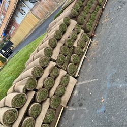 fresh sod 