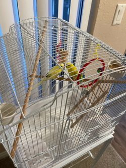 2 parakeet birds