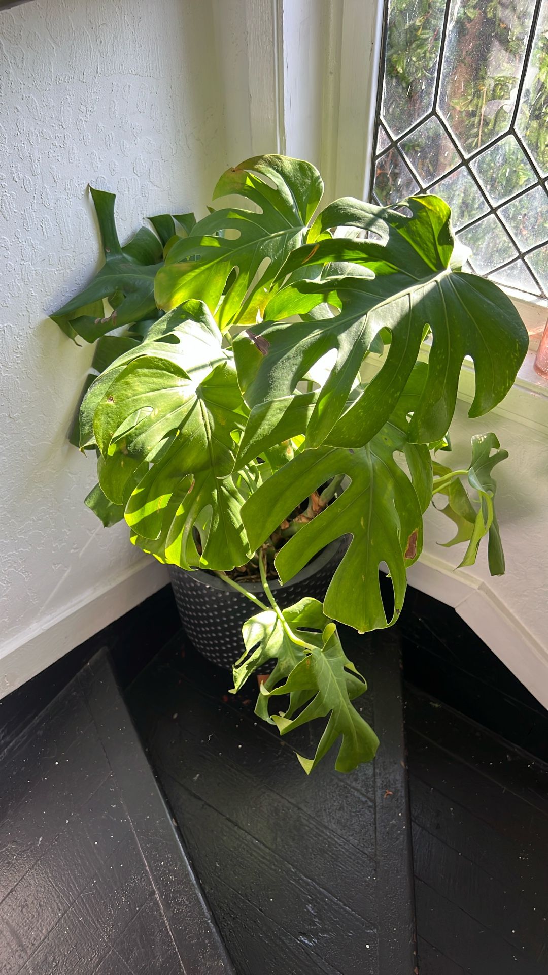 Monstera Plant 🪴