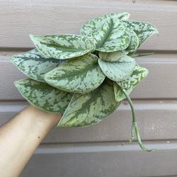 4” scindapsus exotica 