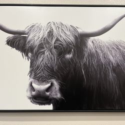 Highland Hairy Cow Picture 47 X 24