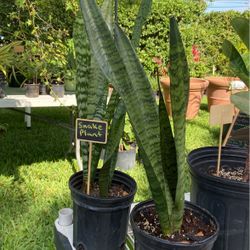 Snake Plant (sansevieria)