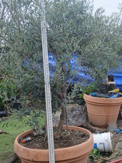 Olive Trees