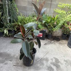 Burgundy Rubber Tree
