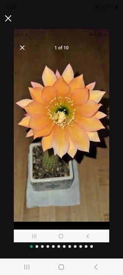 Cactus
