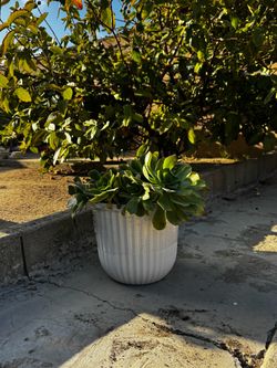 Succulent